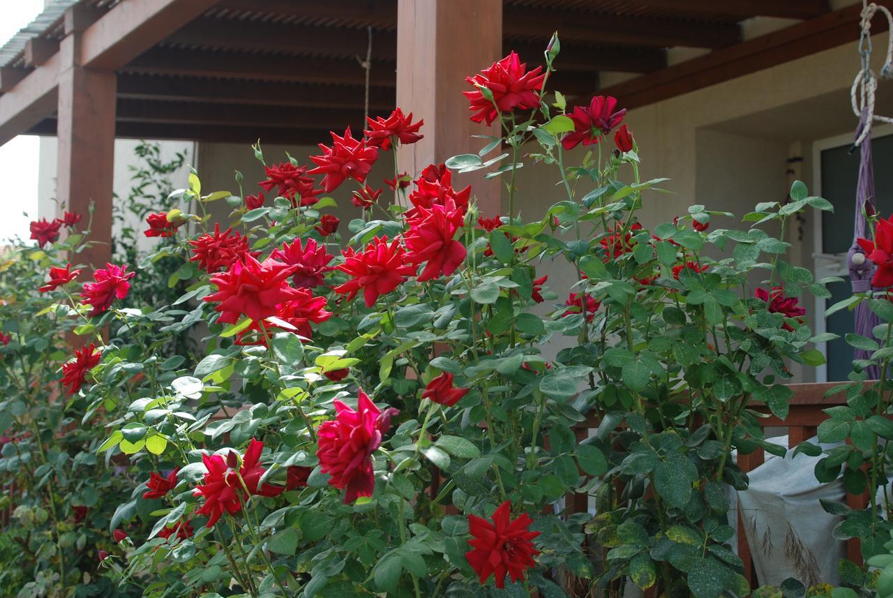 Lakeside Terrace Neot Golan Exterior foto